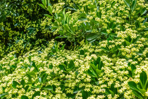 A Beautiful Blooming Floral Landscape adorned with Lush Green Foliage and Vivid