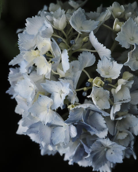 Elegant White Hydrangea Close-up - Monochromatic Botanical Photography in Natural Light