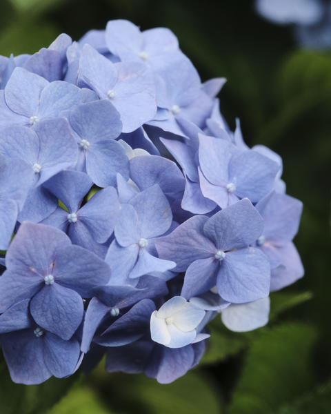 Beautiful Purple Hydrangea - Delicate Petals Macro Photography in Rainy Season