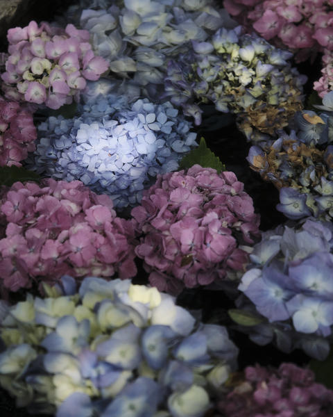 Serene Pastel Hydrangea Blooms | Natural Watercolor Garden Photography | Wedding Decor