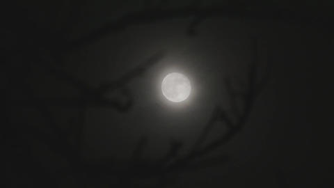 Full moon with flying clouds and tree branches. Dark clouds cover the moon in the night sky