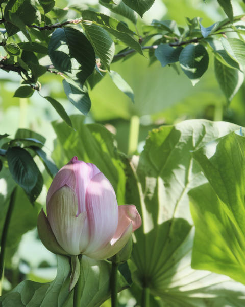 Serene Pink Lotus Bud in Natural Light - Zen Aesthetics for Mindfulness and Wellness Content