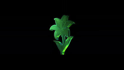 Rotating green lily flower on black background