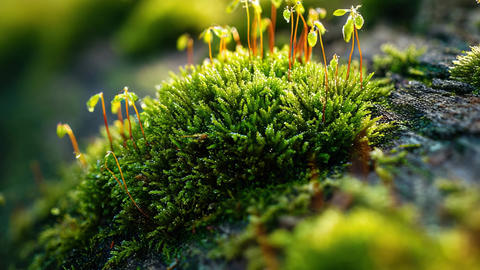 Soft green moss glows in warm light in a fresh macro forest scene