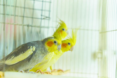 Group of parrot corrals