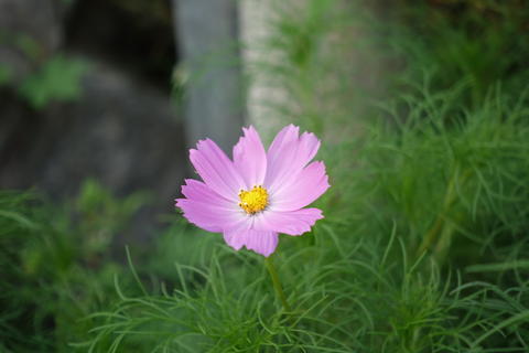 cosmos