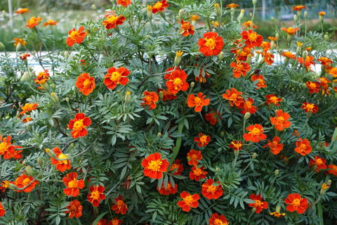 Marigold