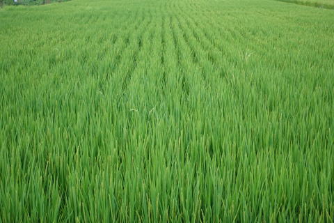 rice field