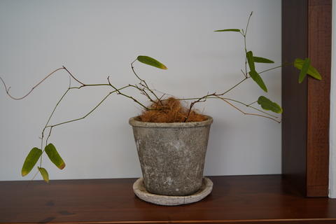 pot