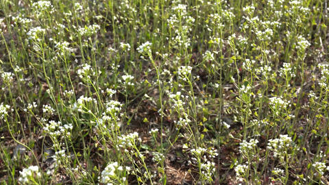 Wildflowers