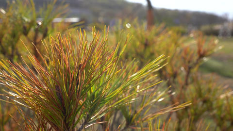 pine tree