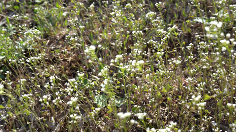 Wildflowers