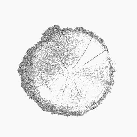 Tree cut section with circular grain lines, gritty texture