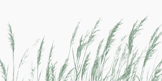 Green grass ears. Ink drawn shape with rough grain overlay