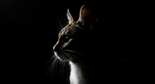 A silhouette of a tabby cat against a black background, an elegant fine art photo