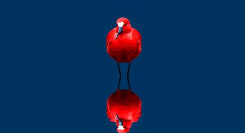 The red of life stands out in the silence, a graphic that captures the beauty of nature