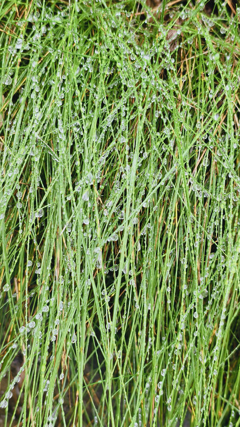 Dew on green grass
