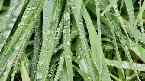 Macro photo of a green grass with dew drops