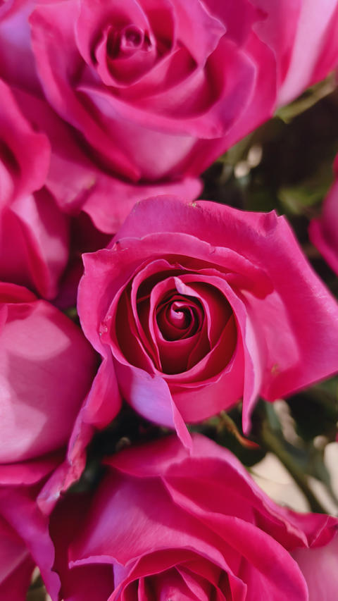 A close-up of vibrant pink roses