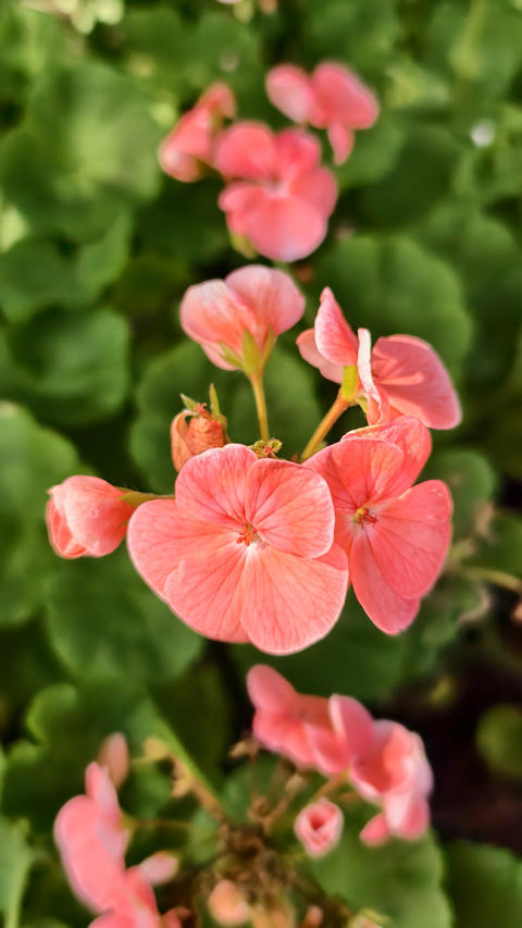 Vibrant salmon-pink petals of the Avantii Salmon