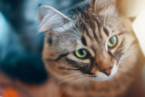 Portrait of striped cat