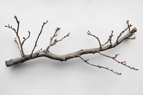 Bare tree branch showing new growth on white background