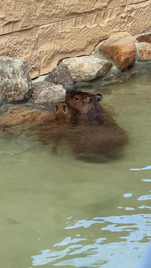 Capybara play water