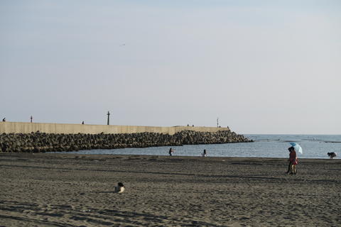 Dog at the beach