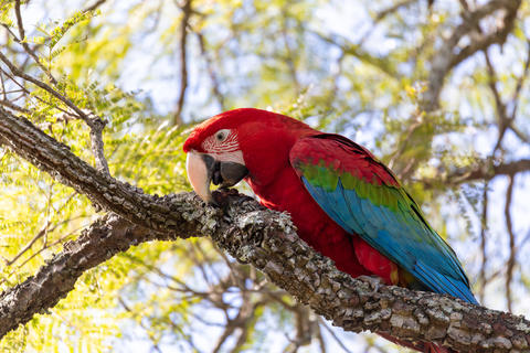 Red-and-green macaw (Ara chloropterus) in flight. Buraco das Araras, Mato Grosso do Sul. Brazil.