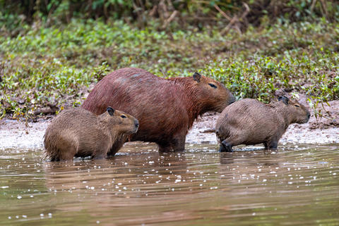 Capybara family in Barigui Park, Curitiba, Brazil. Wild rodents in nature