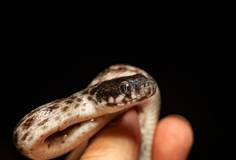 Malagasy Cat-eyed Snake, Madagascarophis colubrinus, Miandrivazo Madagascar wildlife