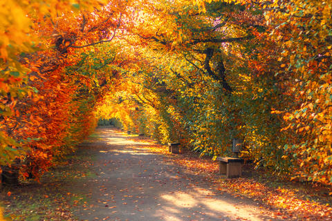 road through the tree alley in autumn, Flower garden in Kromeriz, Czech republic