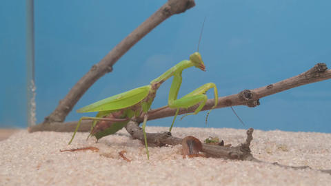 Beautiful Green Praying Mantis Thriving in Its Natural Habitat Among the Flora