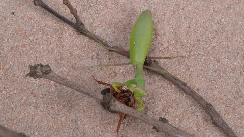 A Green Praying Mantis Actively Preying on an Insect in a Sandy Desertlike