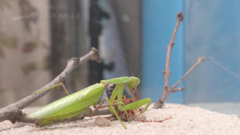 Mantis Feeding Sequence Observed Within Their Natural Habitat in the Wild