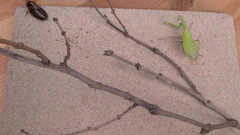 Insect Interaction observed on a Natural Textured Surface in their Habitat and