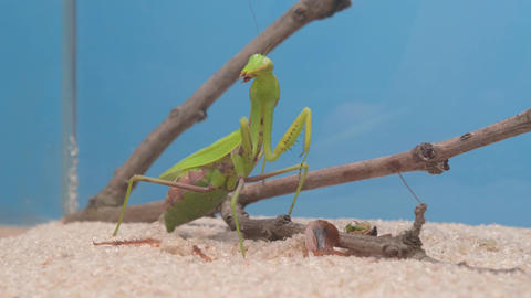 A vibrant green praying mantis thrives in its natural habitat among surrounding