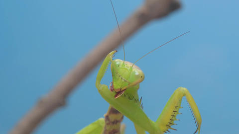 A CloseUp View of a Praying Mantis Captured in Its Natural Environment in Nature