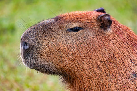 Capybara (Hydrochoerus hydrochaeris) in Barigui Park, Curitiba municipal park, Parana. Brazil.