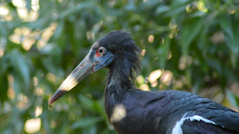 Abdim's stork bird - Ciconia abdimii