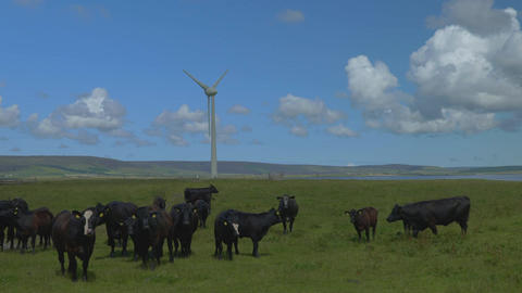 Eolic Turbine Pasture