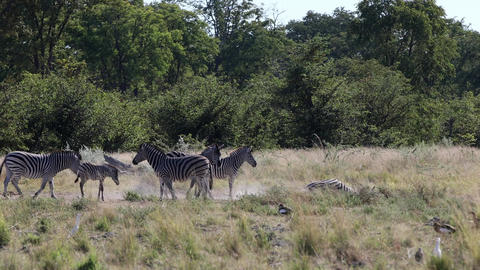 Burchells zebra (Equus quagga burchellii). Botswana safari. Stripped animals, grassland habitat.