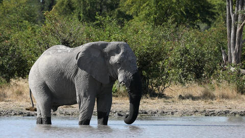 African savanna elephants (Loxodonta africana), Moremi Game Reserve, Botswana
