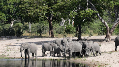 African savanna elephants (Loxodonta africana), Bwabwata National Park, Namibia
