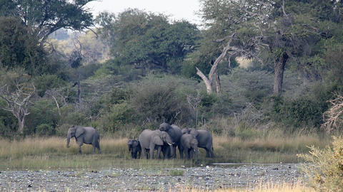 African savanna elephants (Loxodonta africana), Bwabwata National Park, Namibia