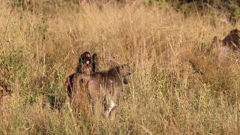 Chacma baboon (Papio ursinus). Bwabwata National Park, Namibia. African Wildlife