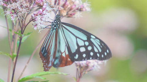 フジバカマの蜜を吸うアサギマダラ