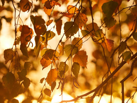 Birch Tree Leaves in Soft Autumn Light – Natural Background with Warm Tones and Shallow Depth of