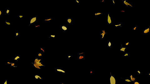 Falling Autumn Leaves on Transparent Background - 3D Animation of Falling Leaves