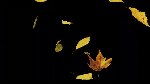 Falling Autumn Leaves on Transparent Background - 3D Animation of Falling Leaves